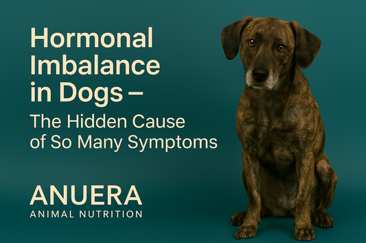 Hormonal Imbalance in Dogs