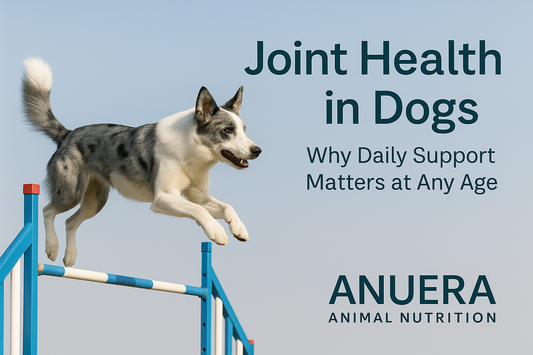Joint Health in Dogs
