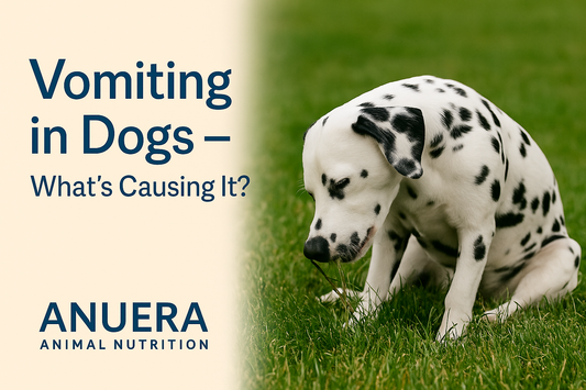 Vomiting In Dogs