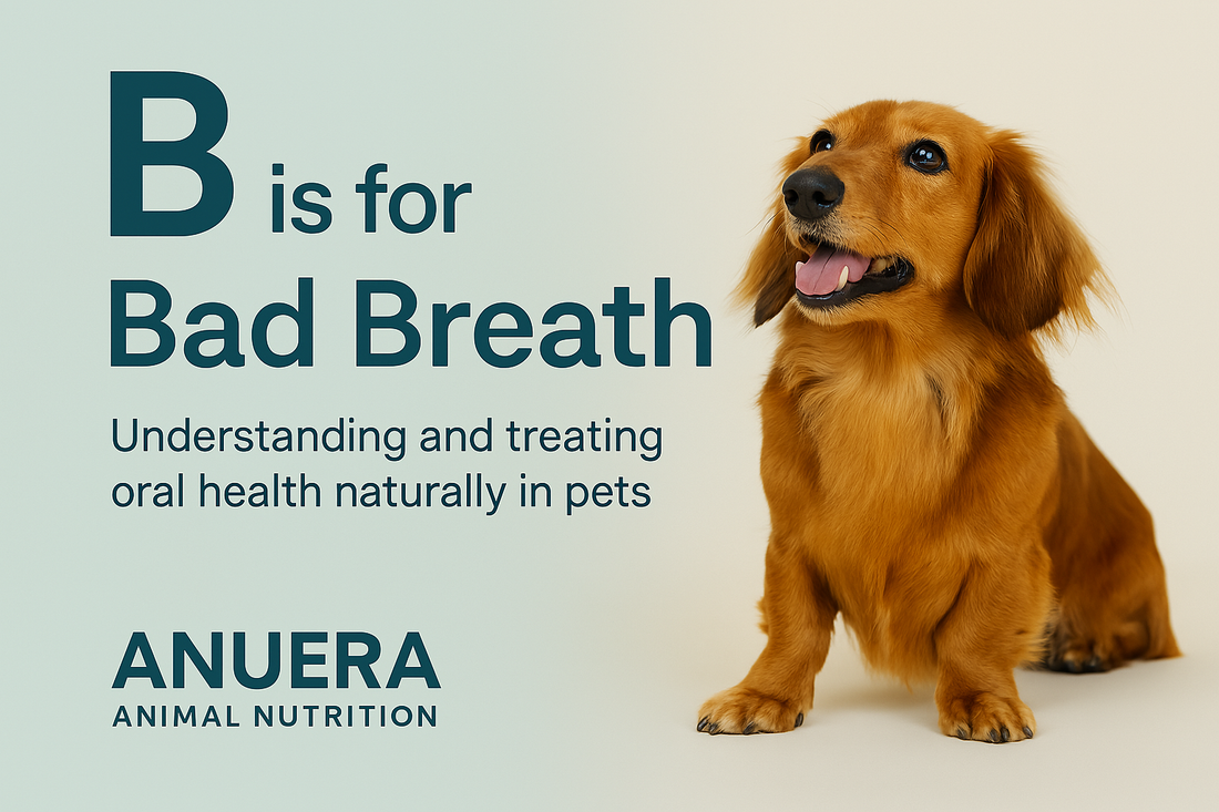 B is for Bad Breath: Why It's More Than Just a Smell