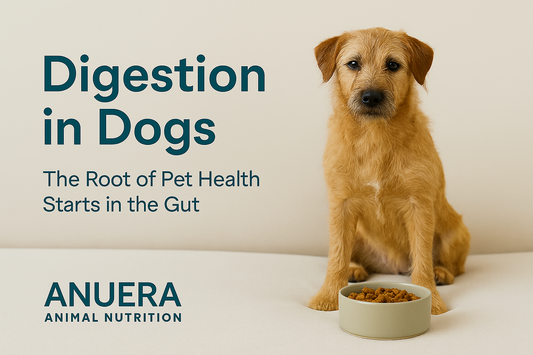 Digestion in Dogs
