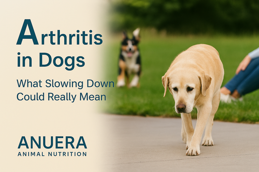 Arthritis in Dogs