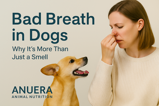 Bad Breath in Dogs