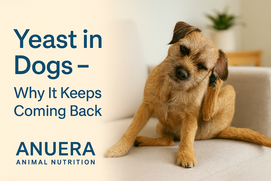 Yeast in Dogs