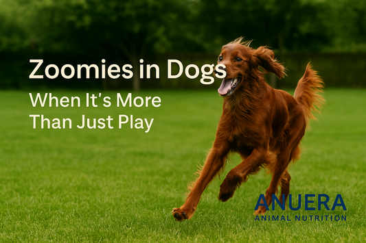 Zoomies in Dogs