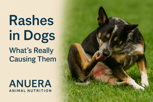 Rashes in Dogs